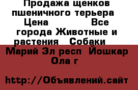 Продажа щенков пшеничного терьера › Цена ­ 30 000 - Все города Животные и растения » Собаки   . Марий Эл респ.,Йошкар-Ола г.